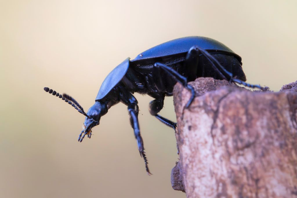 Silphidae - Ablattaria laevigata